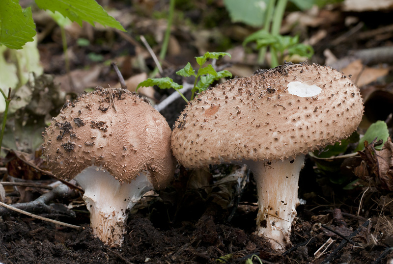 Lepiota aspera